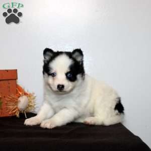 Harlow, Pomsky Puppy